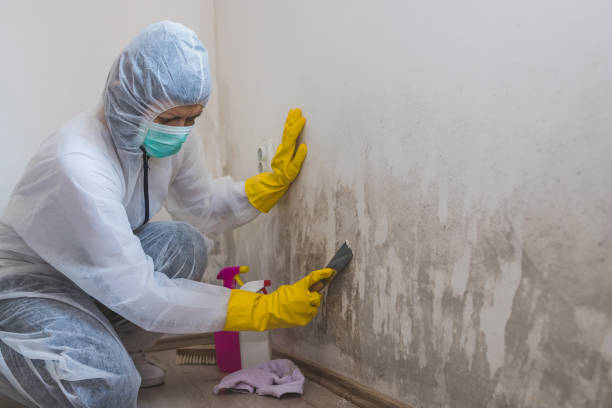 Best Emergency Mold Remediation in Laguna Woods, CA