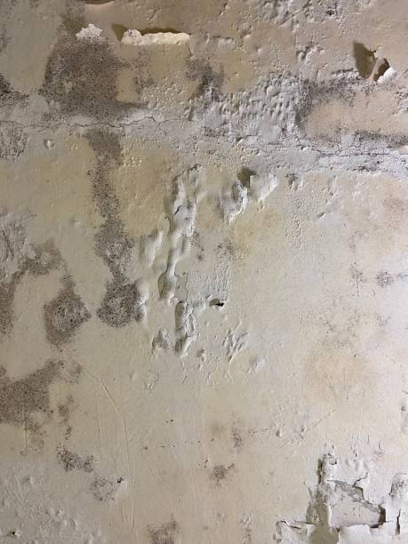 Best Mold Remediation for Schools in Laguna Woods, CA