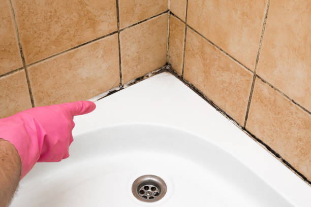 Best Kitchen Mold Remediation in Laguna Woods, CA