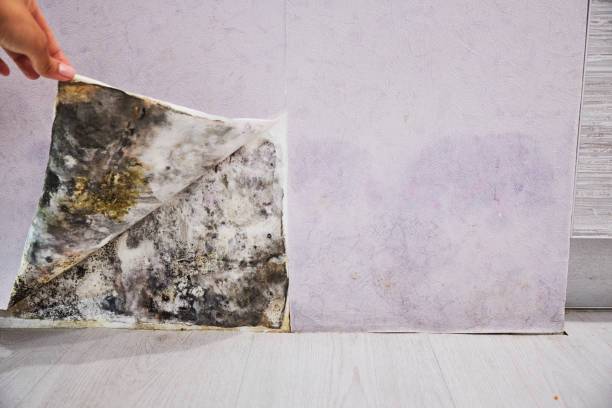 Best Localized Mold Remediation (e.g., coastal areas, humid climates) in Laguna Woods, CA